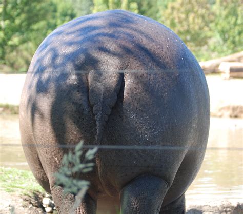 hippo butt